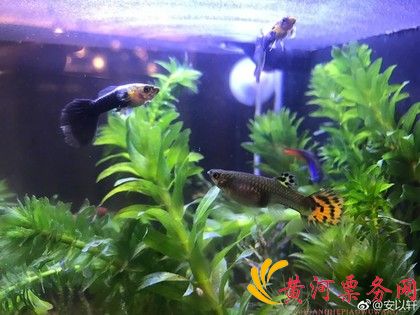 安以轩的橘尾孔雀鱼生宝宝