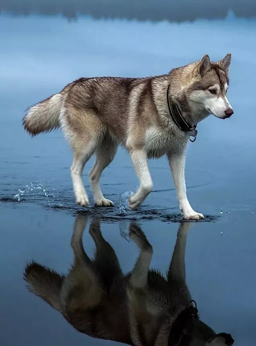 喜剧《碧沙岗往事》