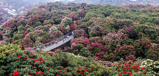 2019贵州杜鹃花风车国际音乐节