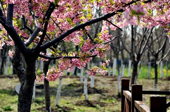 2019长沙国安樱花节
