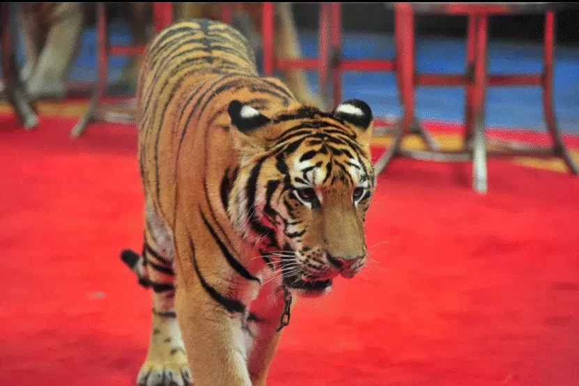 马戏小丑嘉年华