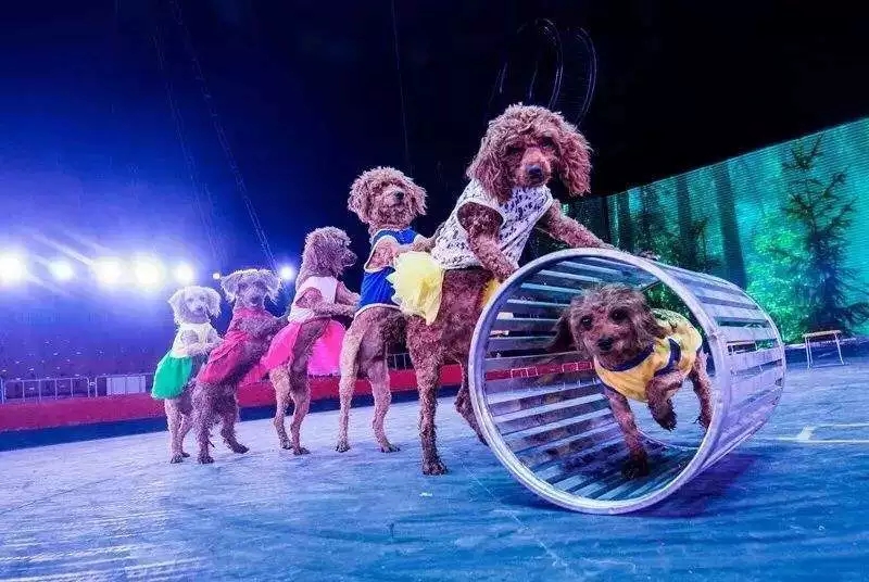 皇家国际马戏全球巡演