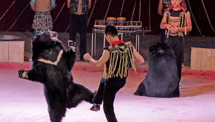 皇家国际马戏全球巡演