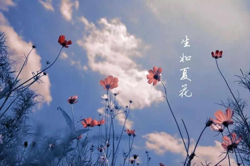 朴树