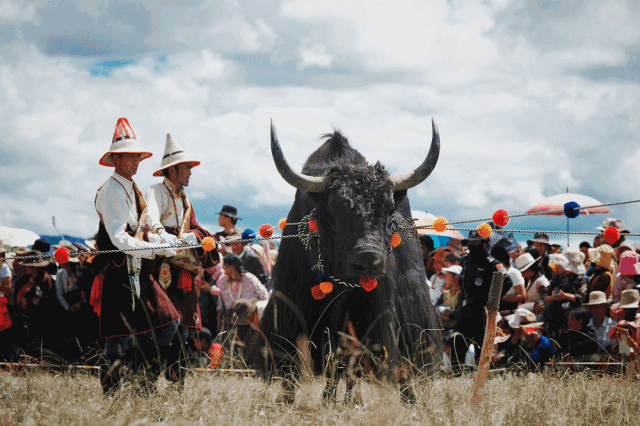 2021成都红原大草原雅克音乐季门票+阵容+购票入口