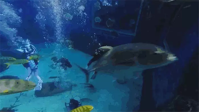海洋馆小小潜水员