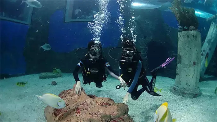 海洋馆小小潜水员