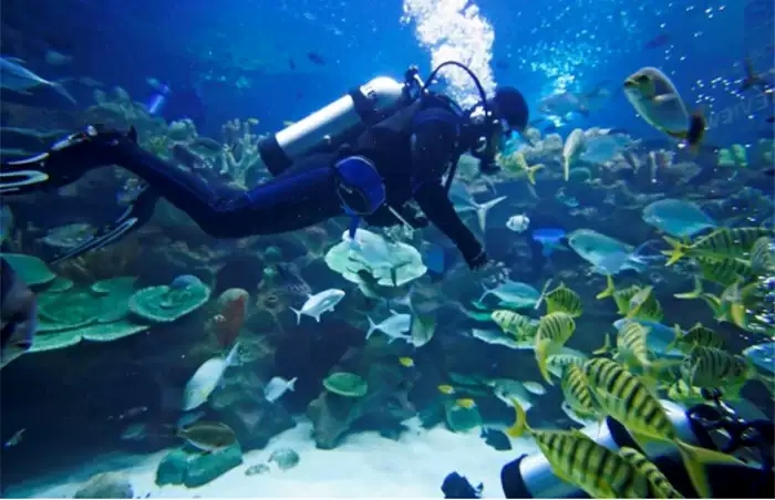 海洋馆小小潜水员