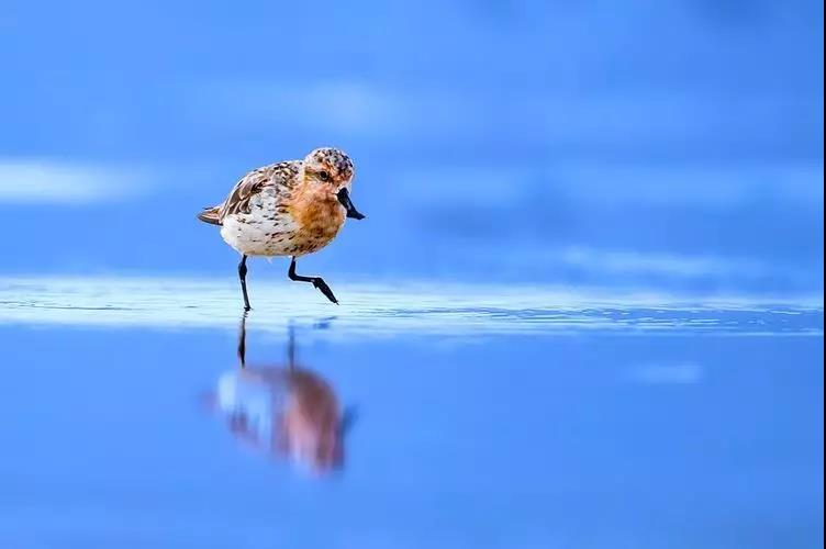 2023黄海森林音乐节门票预定及在线订票 2023黄海森林音乐节门票预定及在线订票