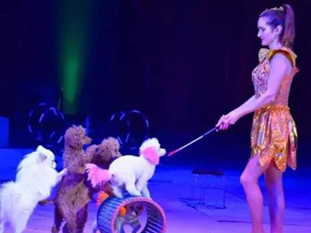 2019郑州马戏嘉年华