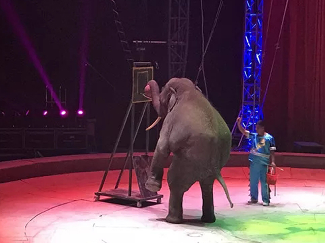 2019郑州马戏嘉年华