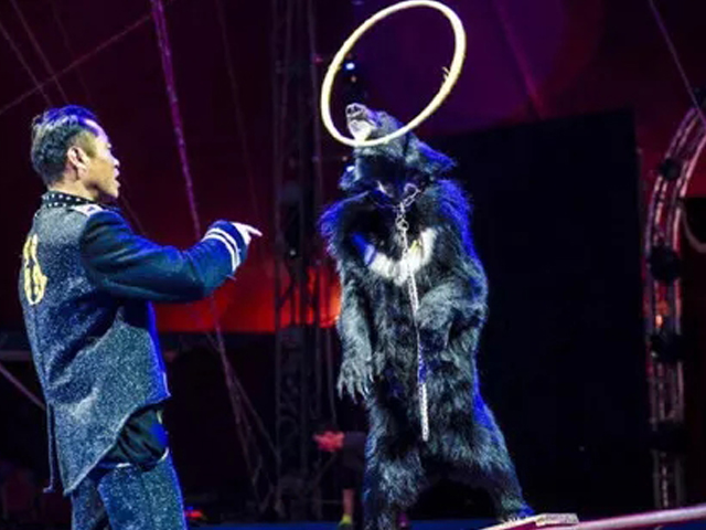 2019郑州马戏嘉年华