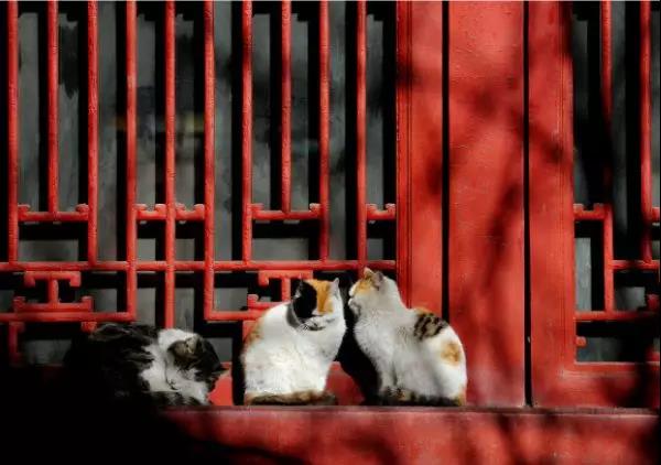 2023房东的猫上海演唱会演出安排及购票指南