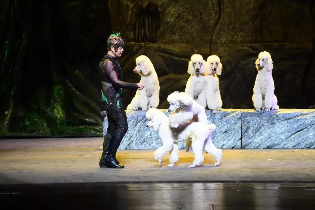 小丑动物嘉年华