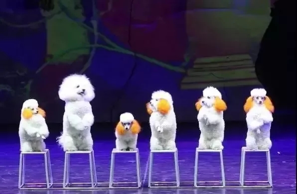 小丑动物嘉年华