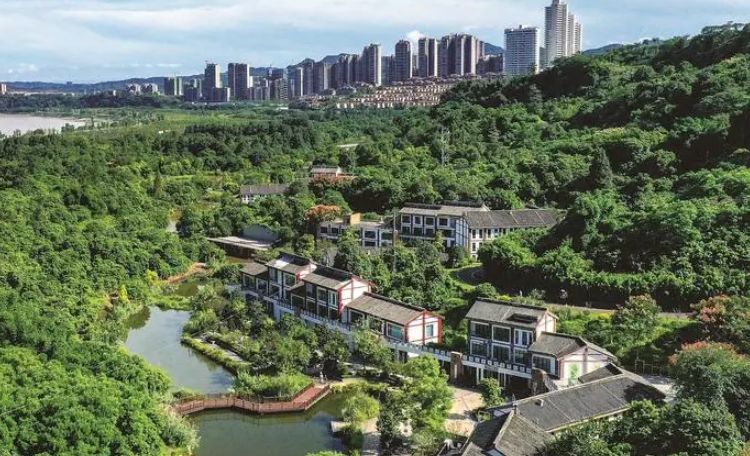 泸州张坝桂圆林