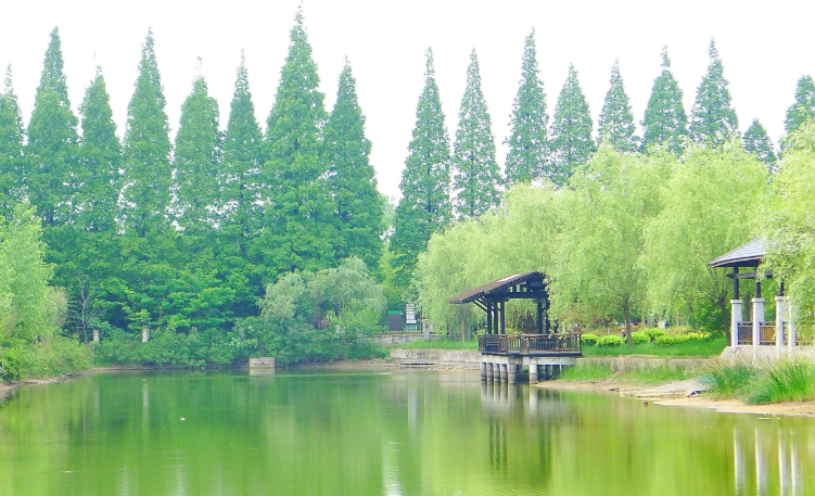 东台黄海国家森林公园场馆图片